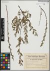 Foto von Salix repens L.